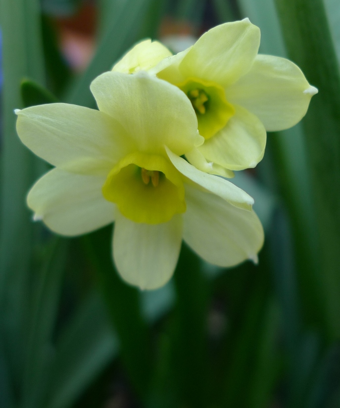 daffodils