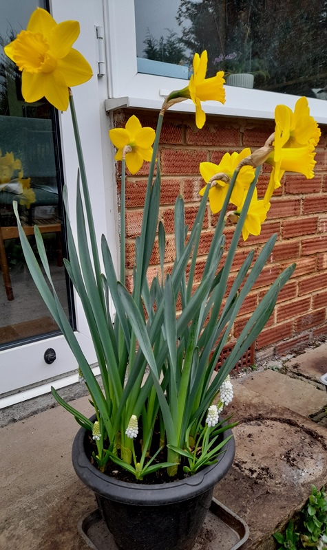 daffodils muscari