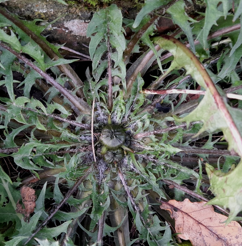 dandelion buds