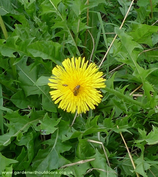 dandelion with bee