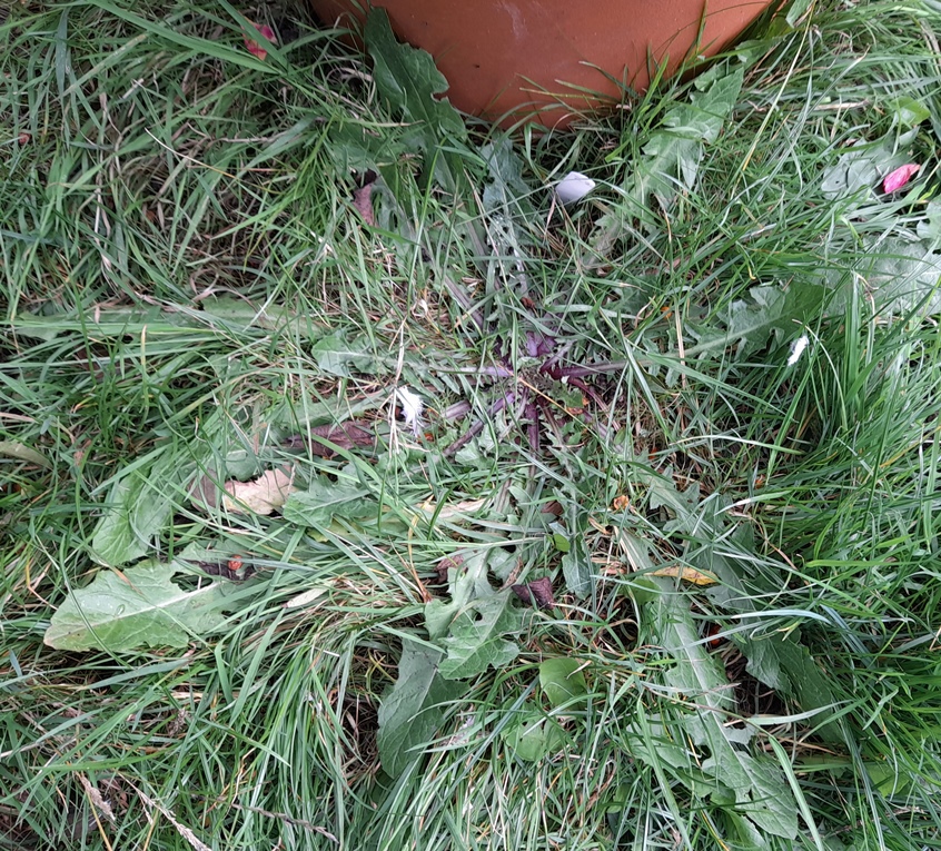 dandelion or crepis vesicaria