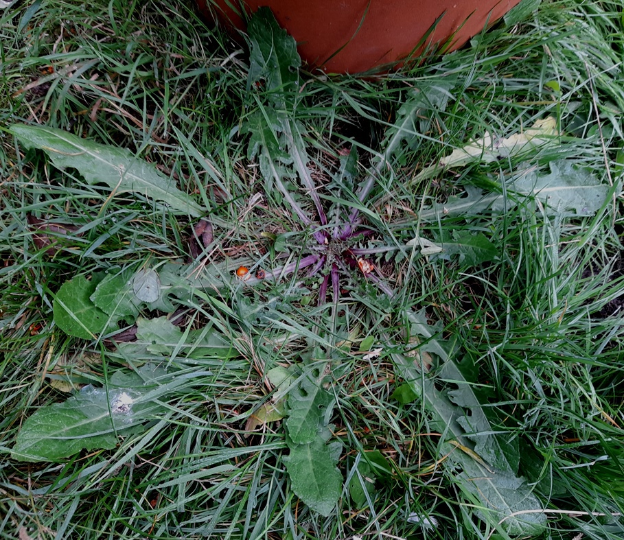 dandelion or crepis vesicaria