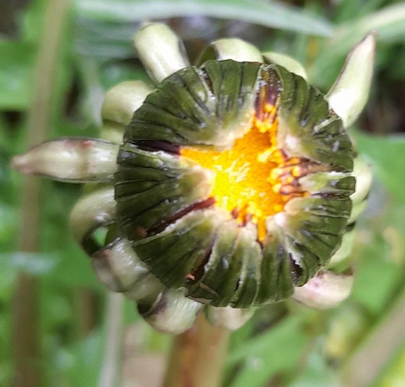 dandelion bud