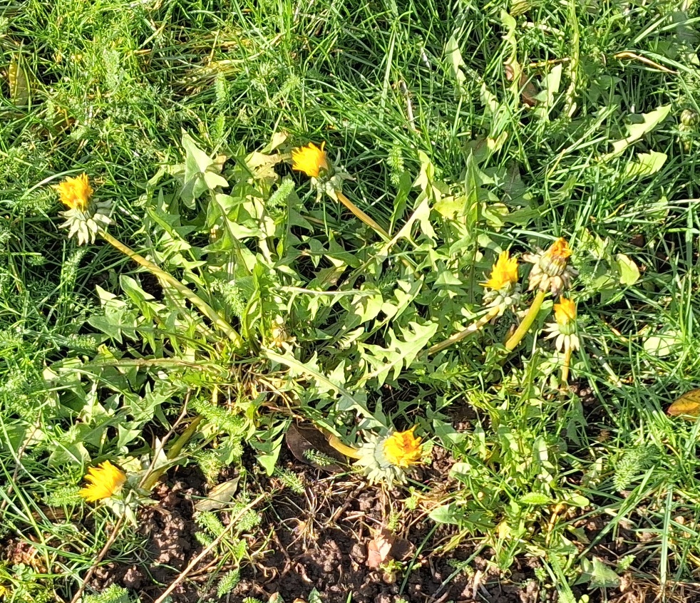 dandelions