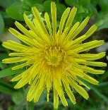 dandelion