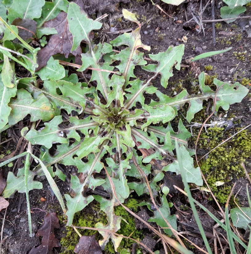 dandelion rosette Edgwarebury Lane