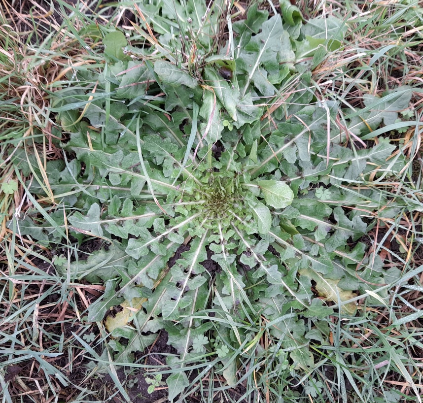 dandelion rosette Edgwarebury Lane