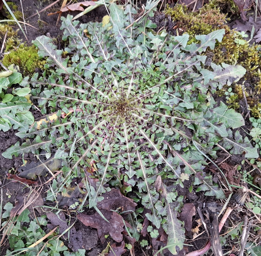 dandelion rosette Edgwarebury Lane
