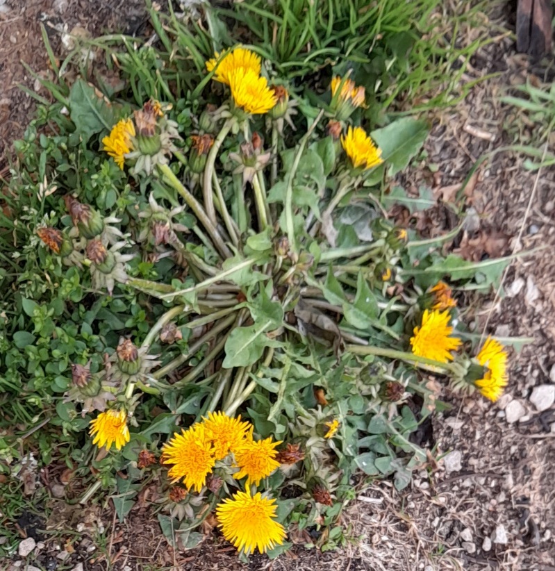 dandelions