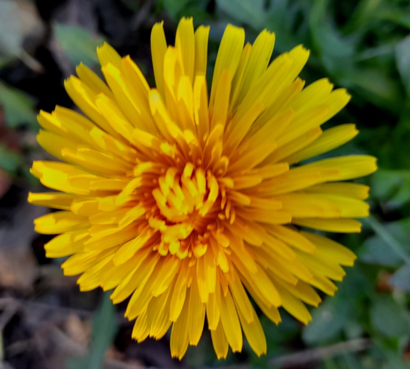 dandelion