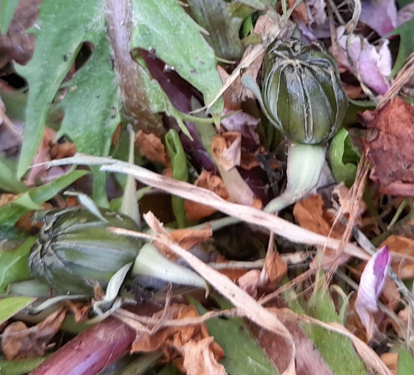 dandelion buds