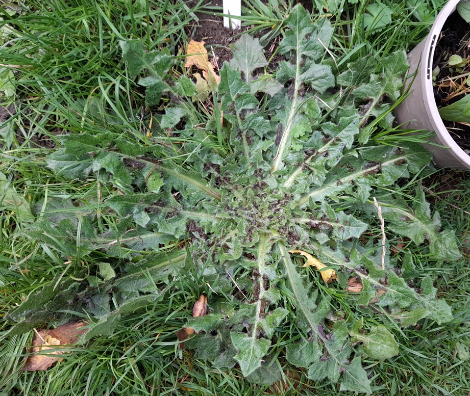 dandelion or crepis vesicaria