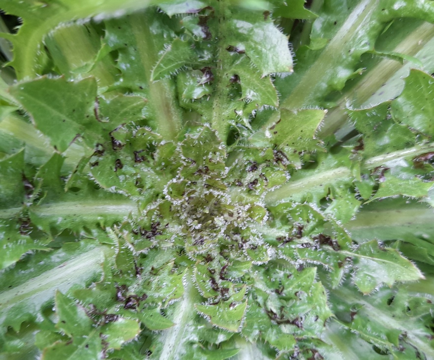 dandelion or crepis centre detail