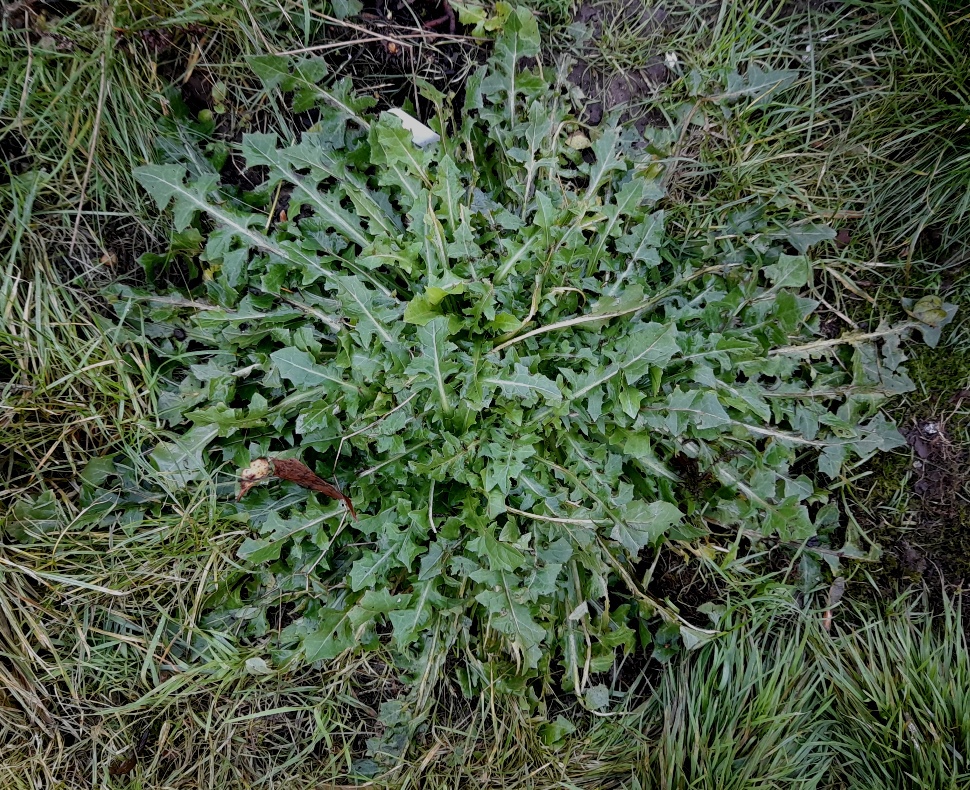 dandelion or crepis