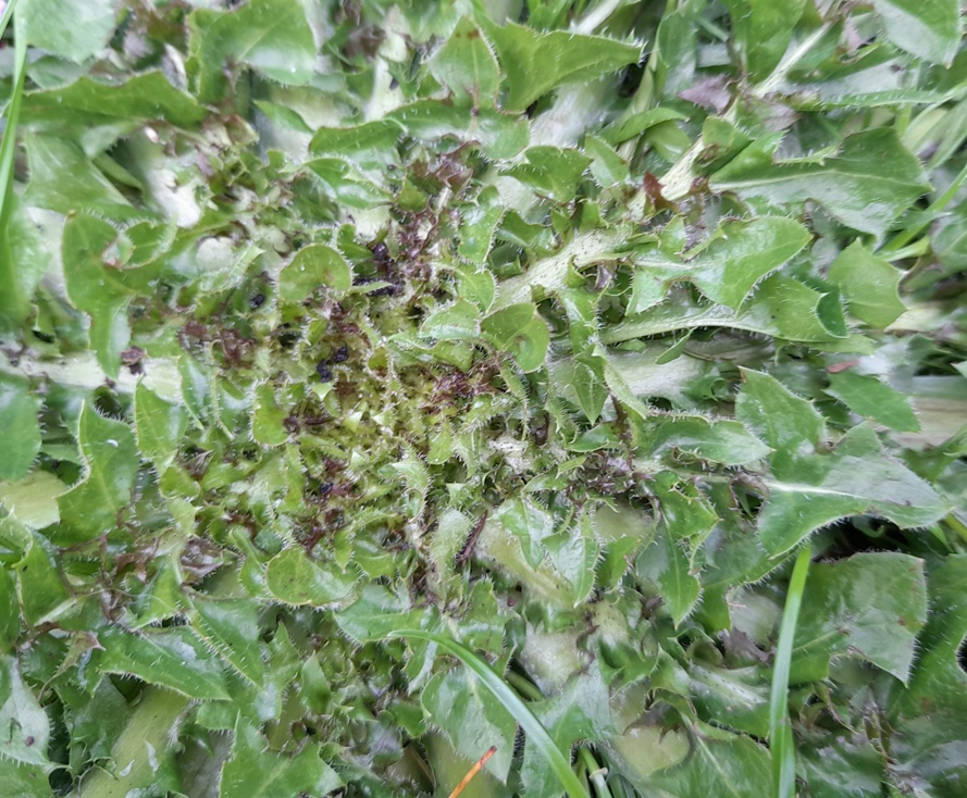 dandelion or crepis centre