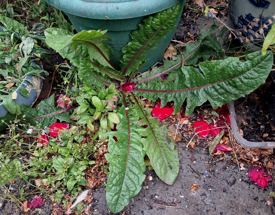crepis vesicaria possibly
