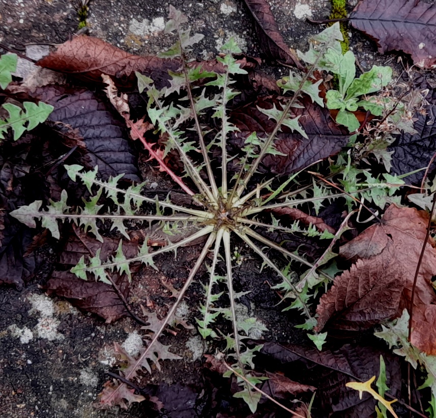 dandelion rosette