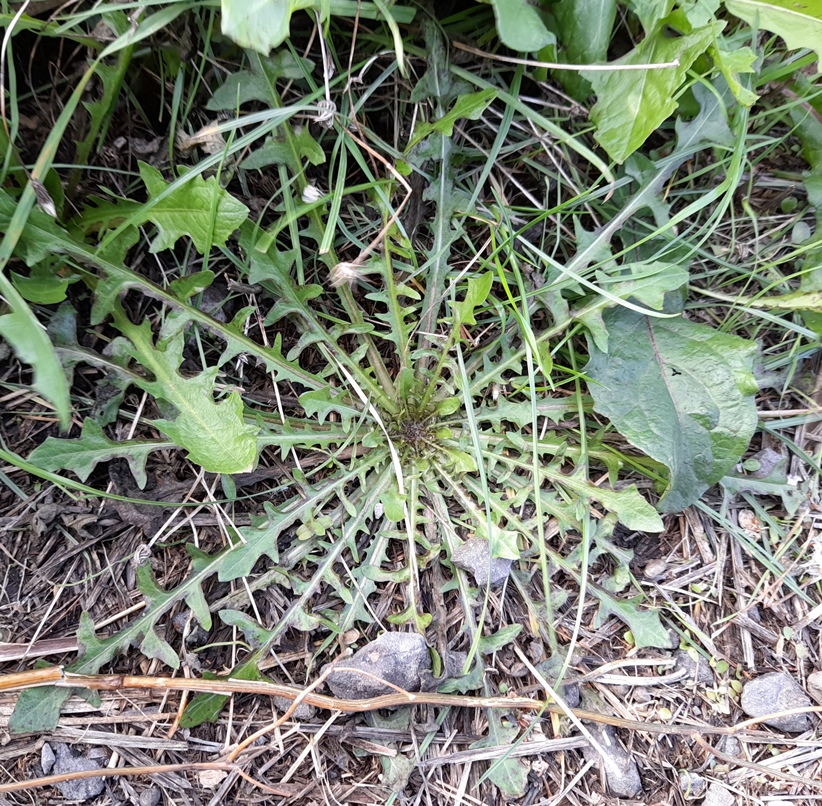 dandelion rosette rainham marshes
