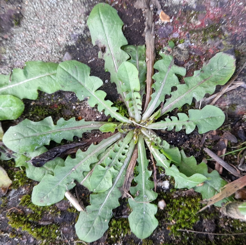 dandelion rosette