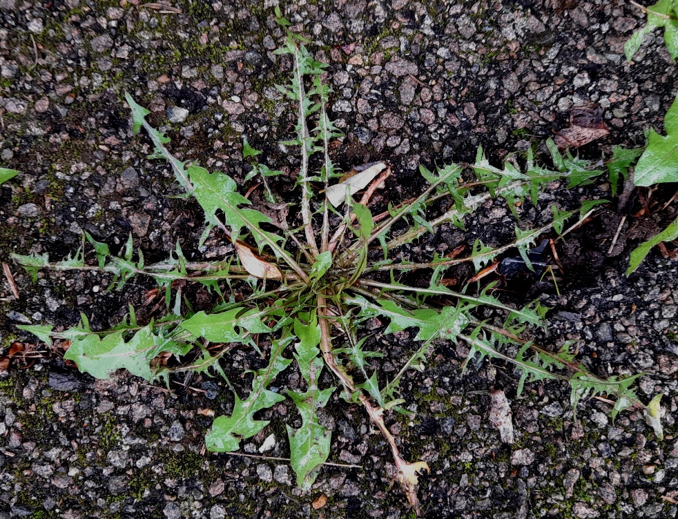 dandelion rosette