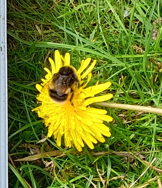 bee on dandelion