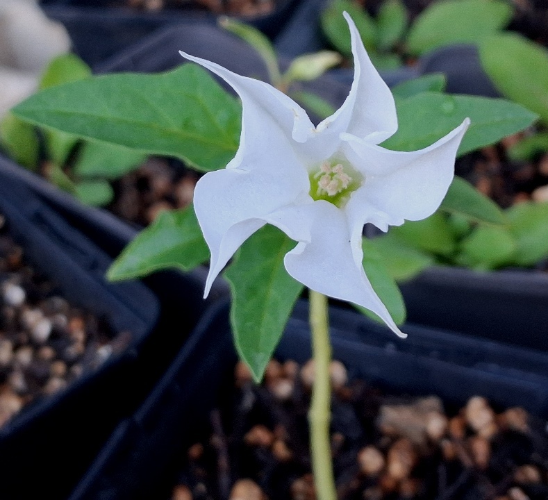 datura stramonium 