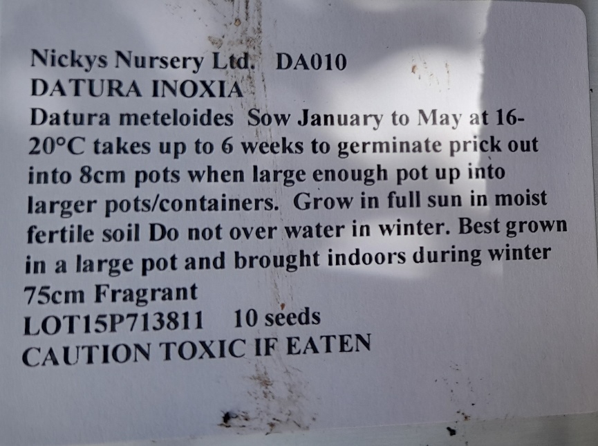 datura