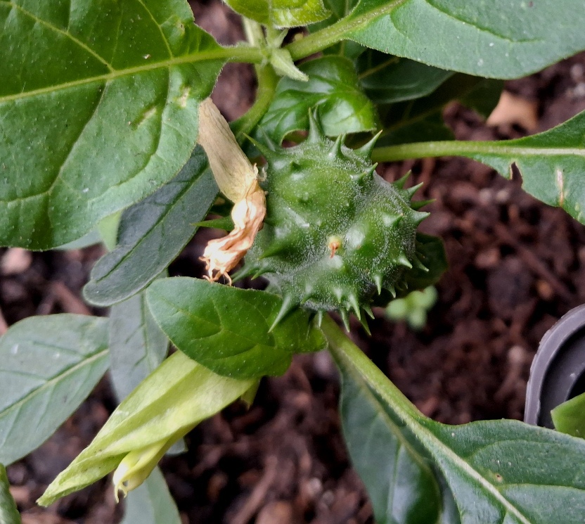 datura seed pod