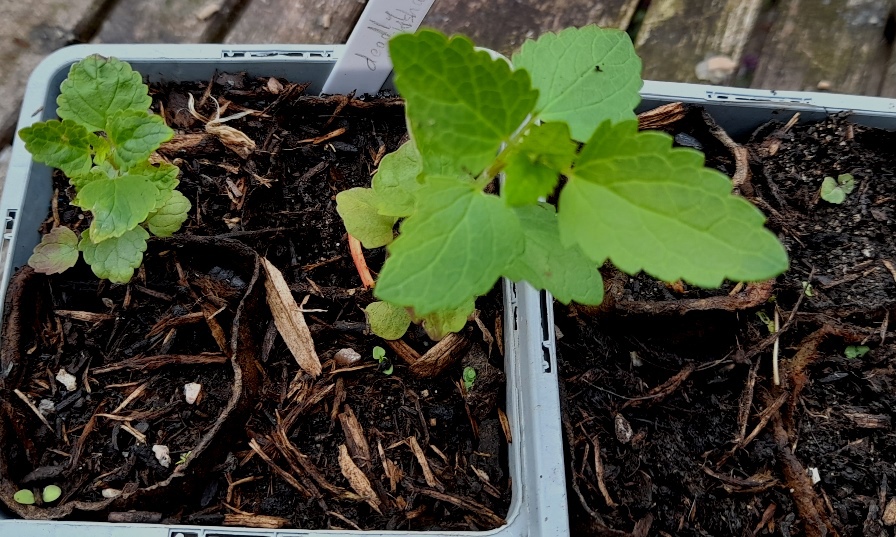 deadly nightshade atropa belladonna