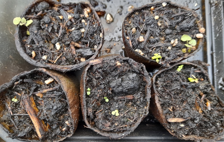 deadly nightshade seedlings