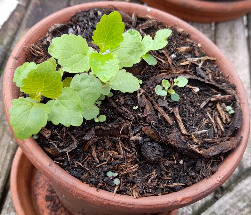 deadly nightshade atropa belladonna