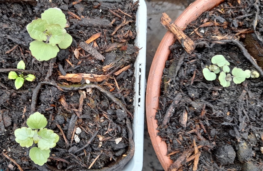 deadly nightshade seedlings