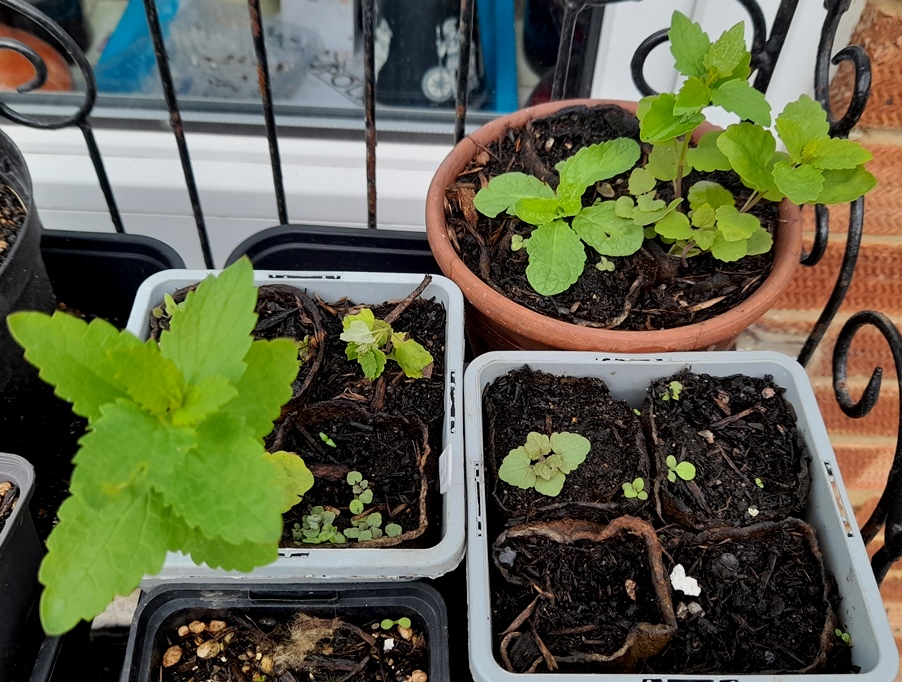 deadly nightshade seedlings