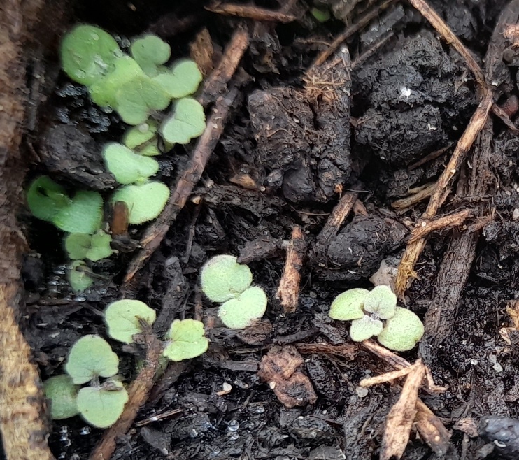 deadly nightshade atropa belladonna