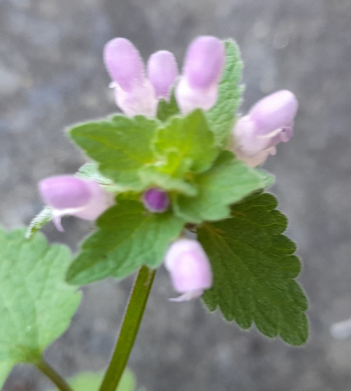 red deadnettle