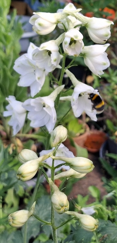 delphinium bee