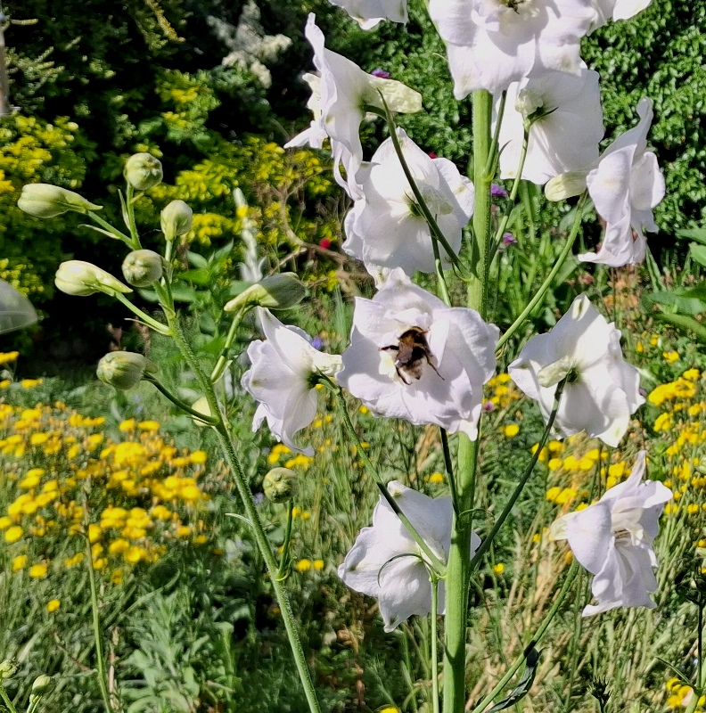 delphinium bee