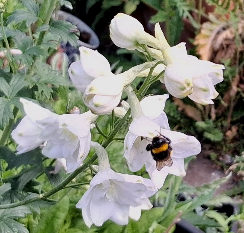 delphinium bee