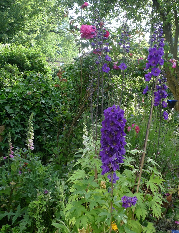 delphiniums