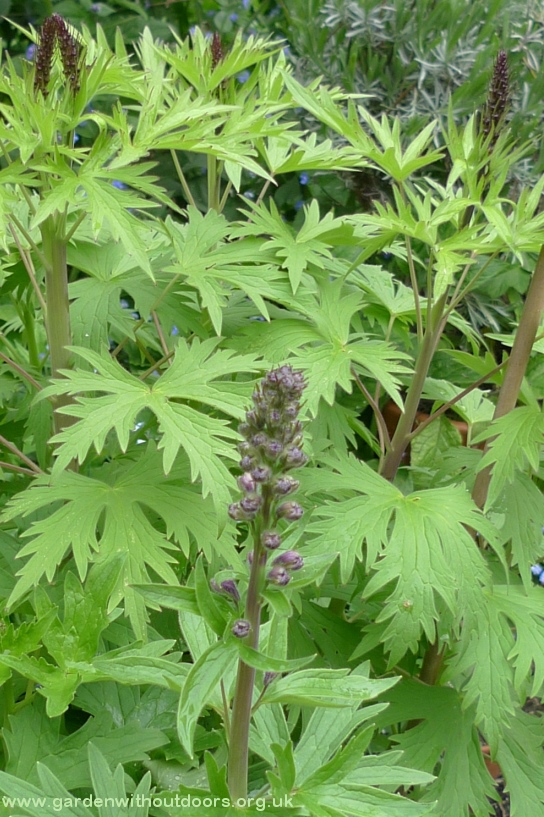 delphinium in pot with buds