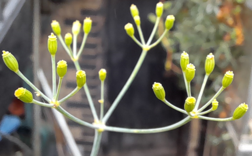 dill seedheads