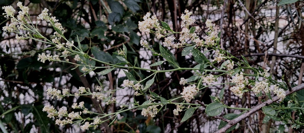 dittander Lepidium latifolium