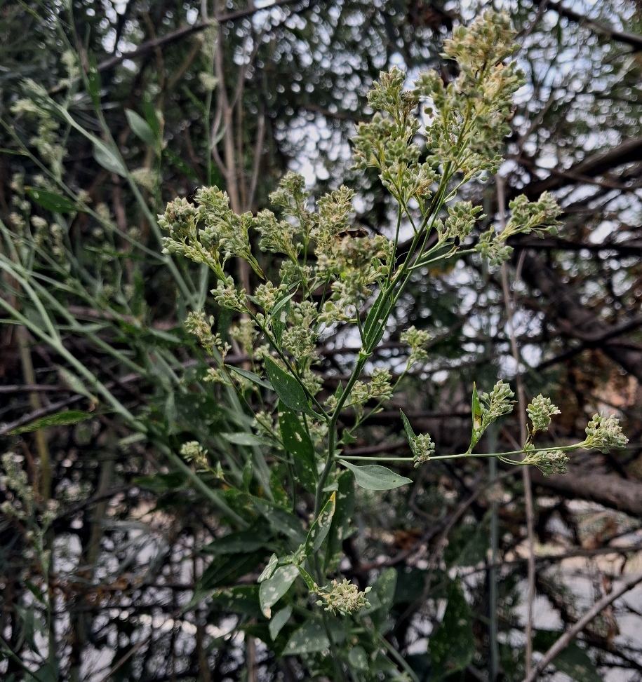 dittander Lepidium latifolium