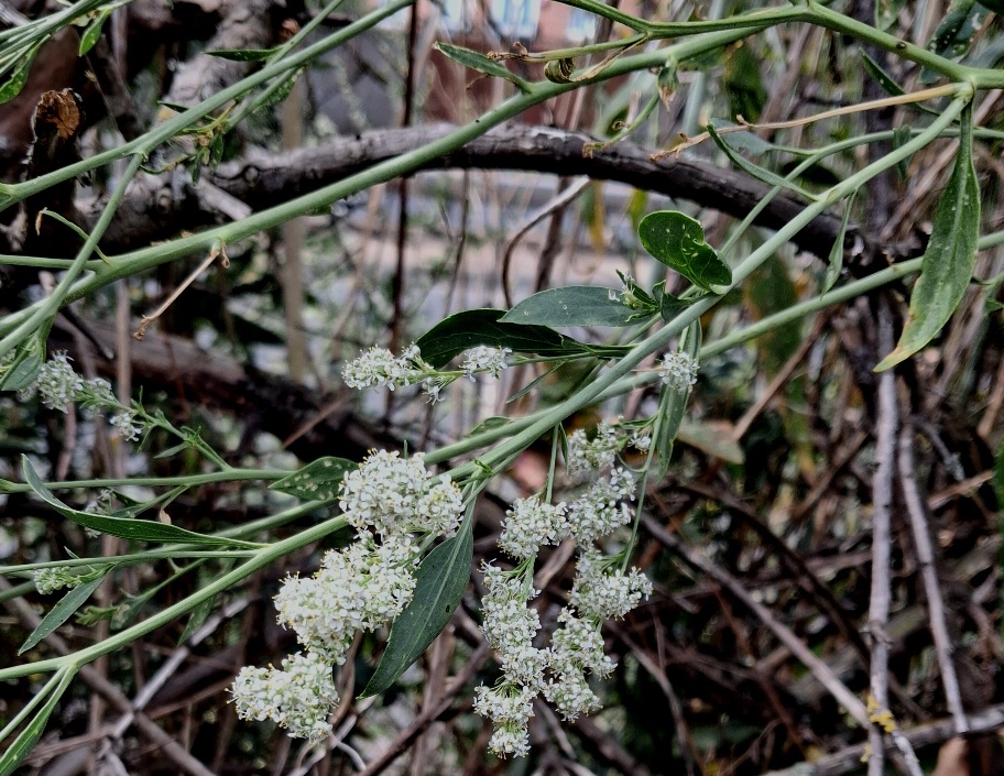dittander Lepidium latifolium