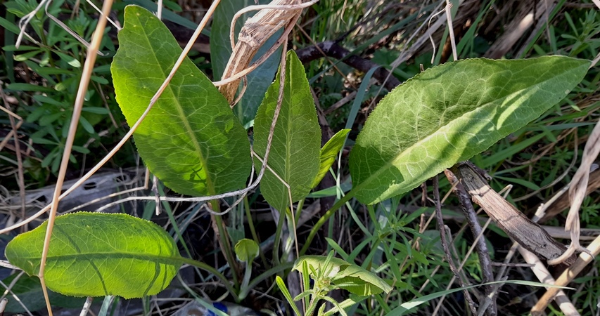 dittander Lepidium latifolium