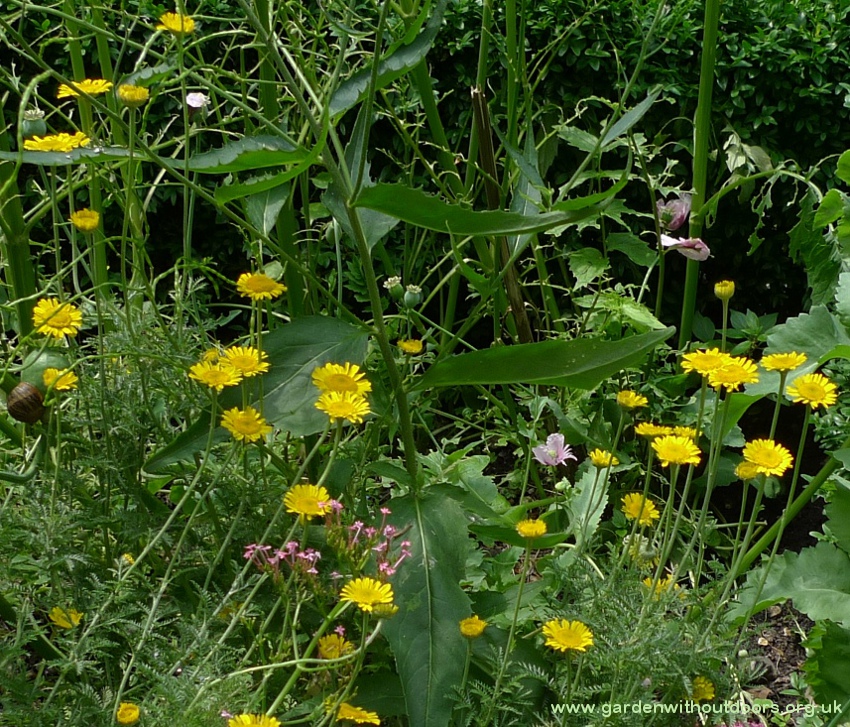 dyers chamomile cota tinctoria