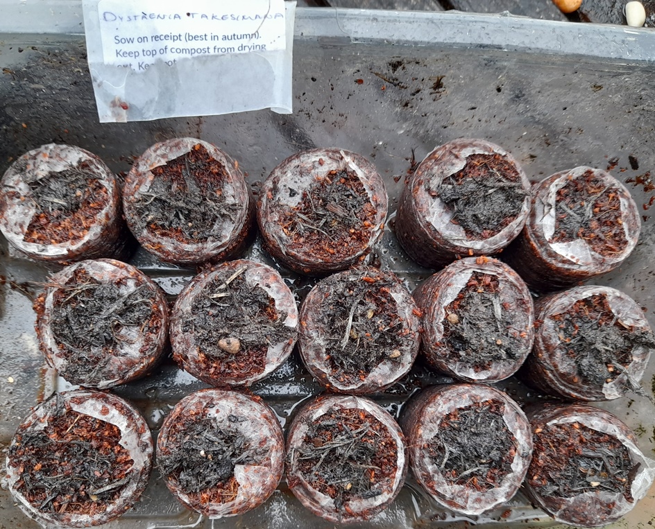 Dystaenia takesimana perennial korean celery