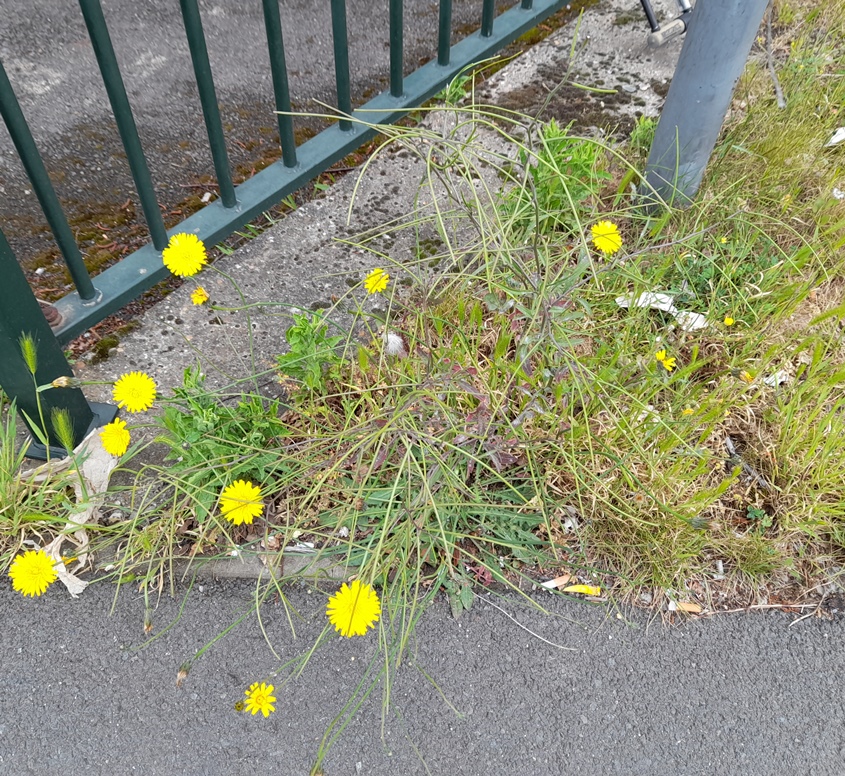 eastern rocket and catsear