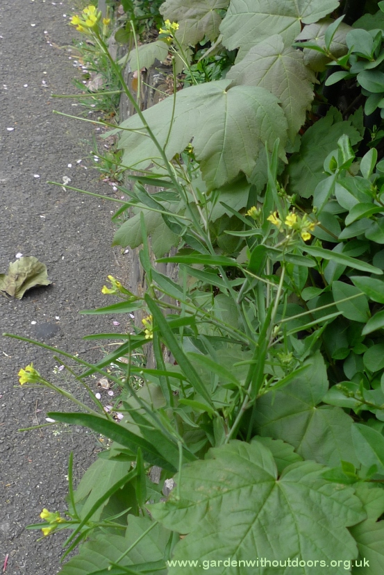 eastern rocket fruits
