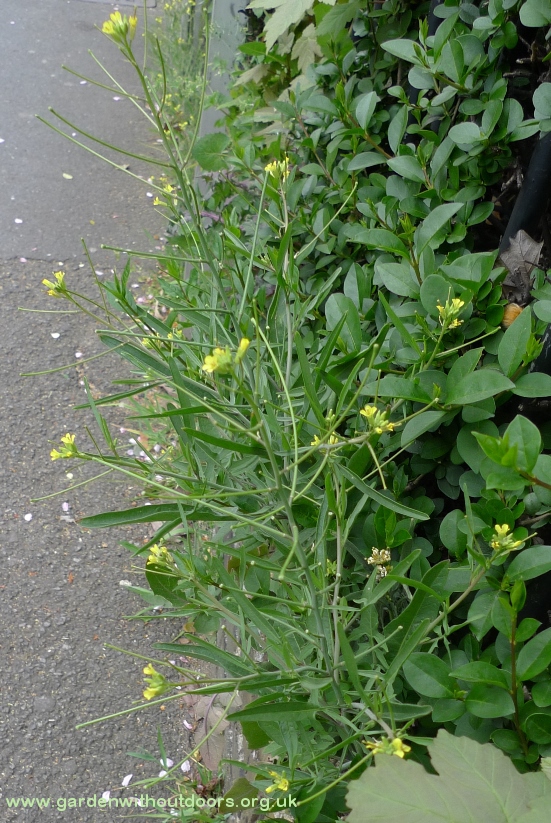 eastern rocket fruits